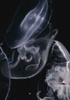 『  友募  ＆  隣募  』