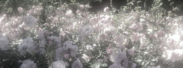iさんの壁紙画像