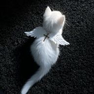 えぴぴらふさんのアイコン画像