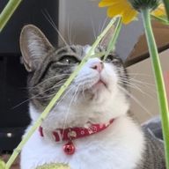 ねこまるさんのアイコン画像