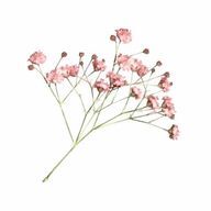 りとらさんのアイコン画像