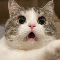 ねむる【にゃ】さんのアイコン画像