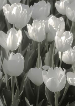 𝑰𝑳𝑳𝑼𝑺𝑻 𝑹𝑶𝑶𝑴 ꜝ❤︎⬞✎