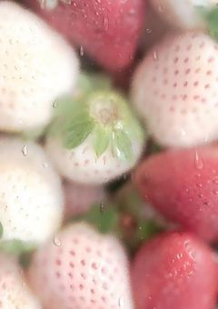 薔薇