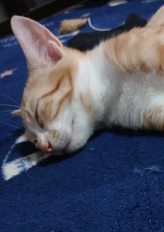 宣伝!!