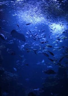 水族館にいる人嫌いの少女
