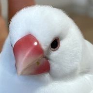 いちごねこ二世@2027年には小説投稿したいさんのアイコン画像