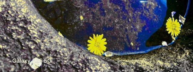Yukiさんの壁紙画像