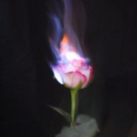 さき🥀📸🖤さんのアイコン画像