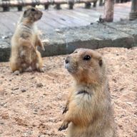 隣家さんのアイコン画像