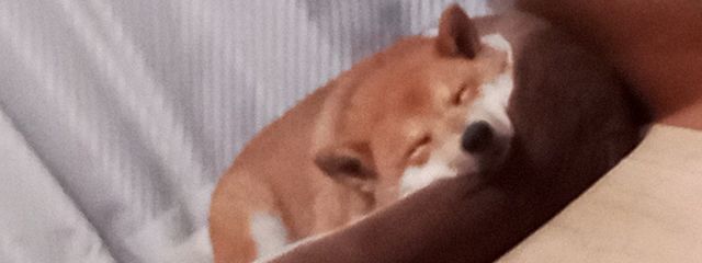 静猫ハルさんの壁紙画像