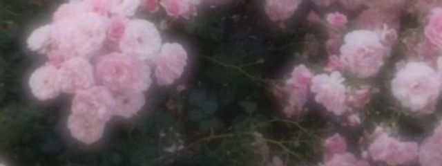 きらさんの壁紙画像