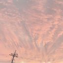 ぴこ