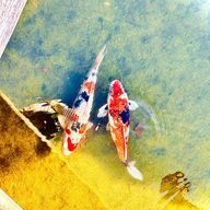 らむね。さんのアイコン画像