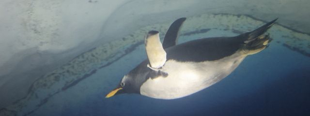 うみ潮さんの壁紙画像