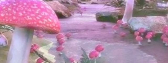 ちわわさんの壁紙画像