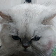 もふもふねこさんのアイコン画像