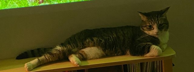 サナギさんの壁紙画像