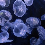 みくさんのアイコン画像