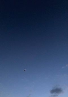 夏のクリスマスローズ
