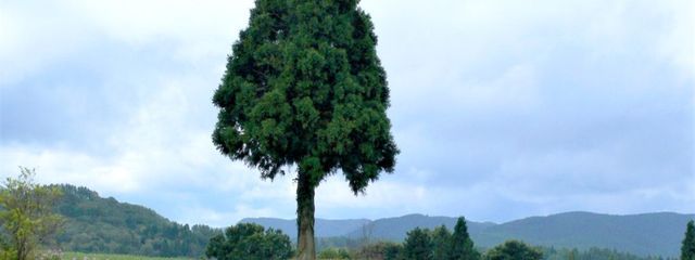 もりっきーさんの壁紙画像