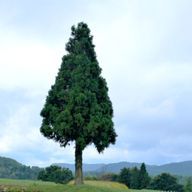 もりっきーさんのアイコン画像