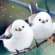 あいうえおさんのアイコン画像