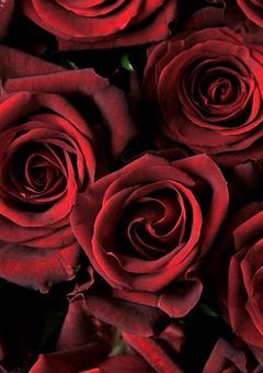 【W.短編集】Please say you l ♡ me.