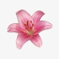 ⭐︎さんのアイコン画像