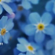  しぐれさんのアイコン画像