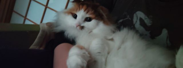 Rdo0601さんの壁紙画像