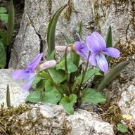 酢みれさんのアイコン画像