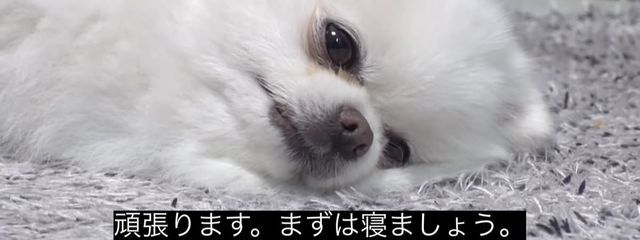 🌟さんの壁紙画像