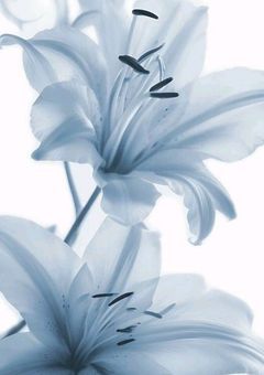 下界に咲くは無垢な花