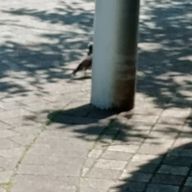 ポン酢飴MG🍏@低浮さんのアイコン画像