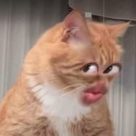 Lingoさんのアイコン画像