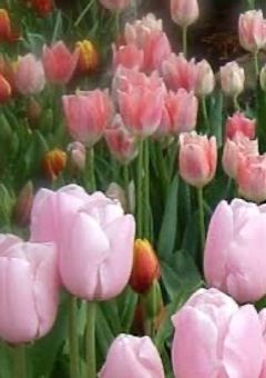 【短編集】ドキドキ足りてますか？