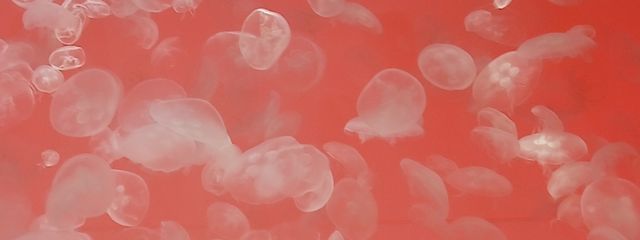 紫音🌿さんの壁紙画像