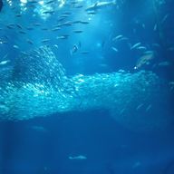 紫音🌿さんのアイコン画像