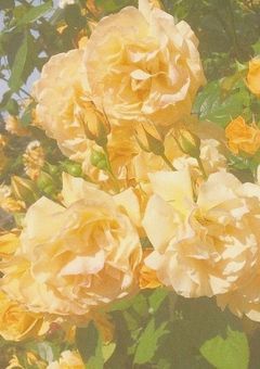 君に見合う花束を。