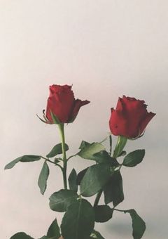 snの❤️さんは、薆され人  。