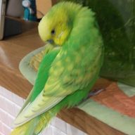 氷花さんのアイコン画像