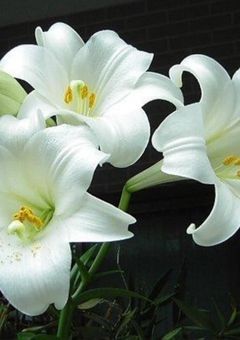 あの花が咲く丘で、君とまた出会えたら。