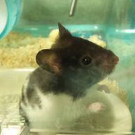 ぽんかんさんのアイコン画像