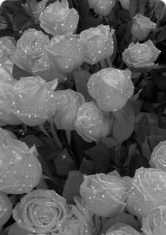 DARK BLOOM