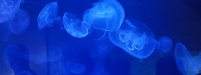 くらげさんの壁紙画像