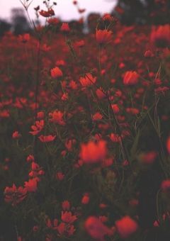 # 警備部隊の溺愛彼女