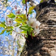 ほしのうたさんのアイコン画像