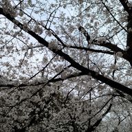 ザクロソーダさんのアイコン画像