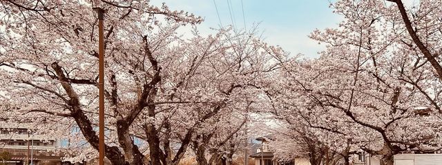 ももさんの壁紙画像